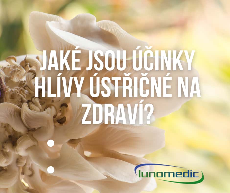 Jaké jsou účinky hlívy ústřičné na zdraví 